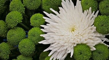 CFS 3